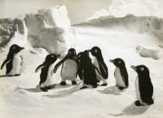 Penguin Bouya Lulu to Kiki